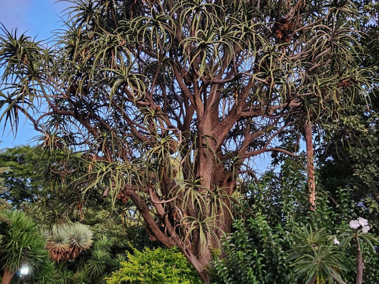 Tree Aloe Guest House Mokopane Exterior foto